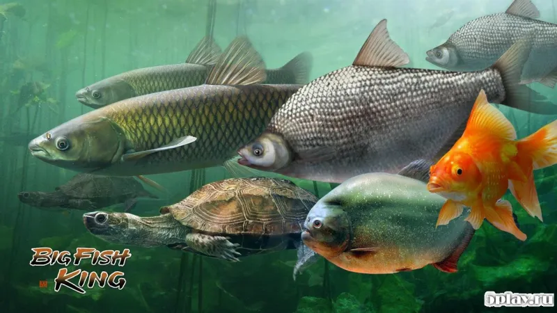 BIGFISH KING screenshot 3