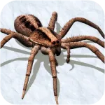 Симулятор павуків 2018