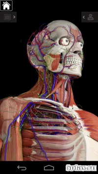 Anatomy Learning - 3D анатомічний атлас