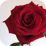 Affairs of the Court: Choice of Romance