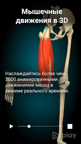 Anatomy Learning - 3D анатомический атлас 2.1.419