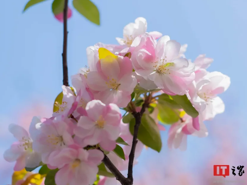 У Windows 11 ви зможете створити шпалери робочого столу одним клацанням