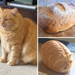 Midjourney з новим оновленням я отримав смішну функцію 