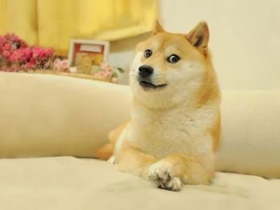 Twitter змінив логотип. Тепер місце синього птаха займає собака з популярного мем