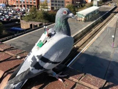 Китайські вчені створили живого голуба на радіопровідному радіо 